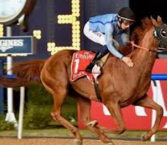 ม้าแข่งระดับโลกกับ ufabet: สุดยอดประสบการณ์เดิมพันกีฬาที่ผสมผสานความเร็วและกลยุทธ์